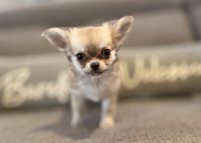 Fergie Sabled Fawn Long Coat Female AKC Chihuahua Puppy for sale in Florida - 11 Weeks Old