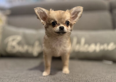 Fergie Sabled Fawn Long Coat Female AKC Chihuahua Puppy for sale in Florida - 15 Weeks Old