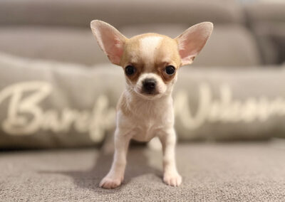 Rita - Fawn Spotted Smooth Coat Female AKC Chihuahua Puppy for sale in Florida - 10 Weeks Old