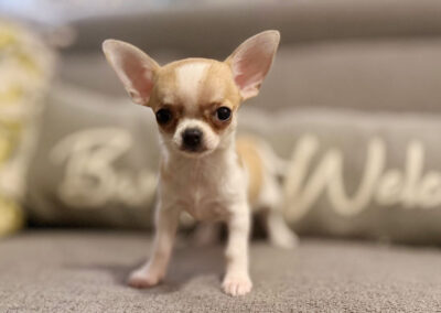 Rita - Fawn Spotted Smooth Coat Female AKC Chihuahua Puppy for sale in Florida - 10 Weeks Old