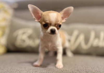 Rita - Fawn Spotted Smooth Coat Female AKC Chihuahua Puppy for sale in Florida - 10 Weeks Old