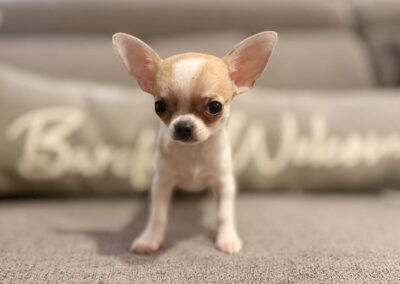 Rita - Fawn Spotted Smooth Coat Female AKC Chihuahua Puppy for sale in Florida - 10 Weeks Old