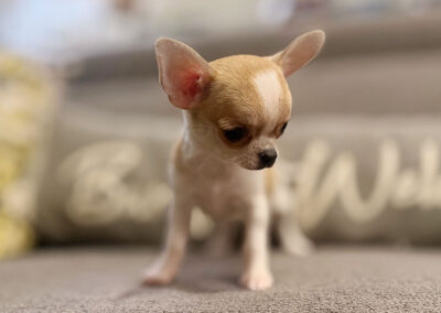 Rita - Fawn Spotted Smooth Coat Female AKC Chihuahua Puppy for sale in Florida - 10 Weeks Old