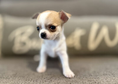 Rita - Fawn Spotted Smooth Coat Female AKC Chihuahua Puppy for sale in Florida - 6 Weeks Old