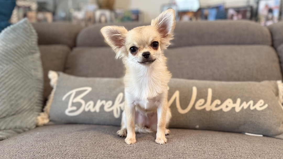Fergie Sabled Fawn Long Coat Female AKC Chihuahua Puppy for sale in Florida - 6 Month Old